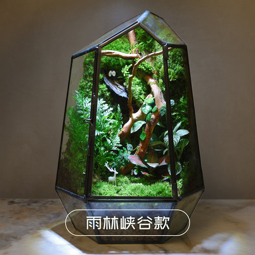 微景观生态瓶苔藓雨林缸室内盆栽