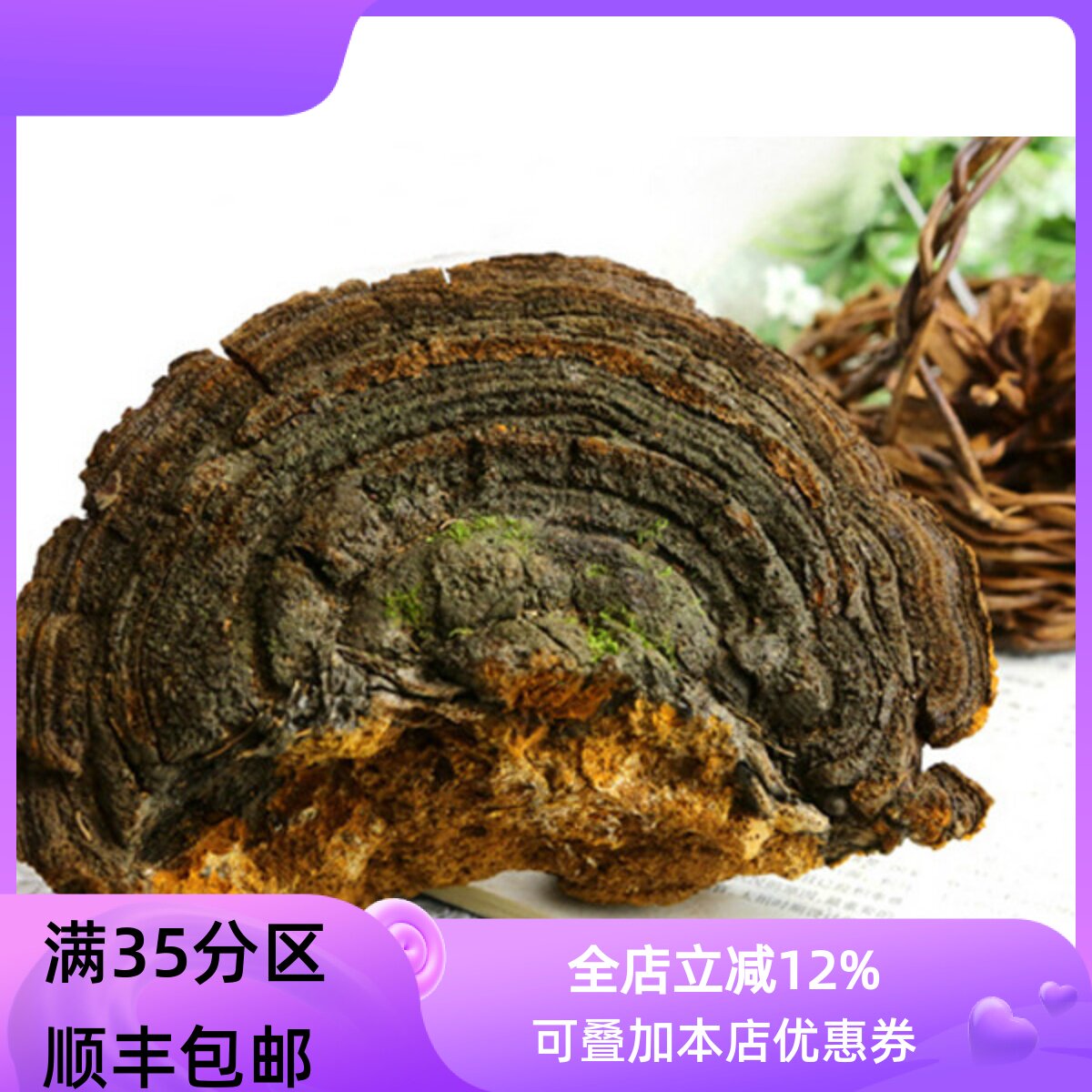 100g桑黄不可打粉满包邮