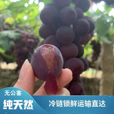 福安葡萄象环葡萄巨峰