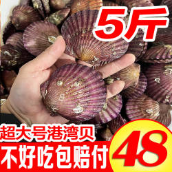 新鲜鲜活港湾贝大扇贝现捞红扇贝肉海鲜水产鲜活蒜蓉粉丝栉孔扇贝