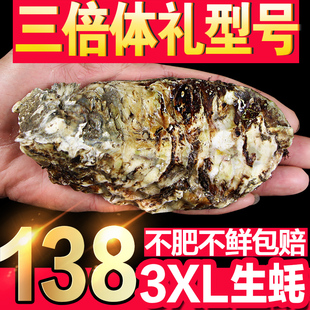 正宗鲜活乳山牡蛎新鲜海鲜水产肉 3XL特大 带壳大生蚝海蛎子10斤装