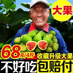 威海无花果新鲜特大特产青皮无花果孕妇鲜果现摘应季水果顺丰包邮
