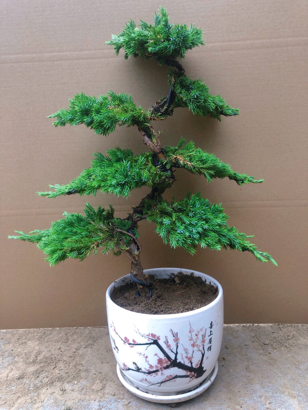 迎客松造型盆景地柏松树盆栽室内阳台办公桌庭院盆景植物真绿植