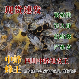 四川阿坝中蜂王原种蜂王优质中蜂王蜜蜂种王高产火炉蜂王大麻蜂王