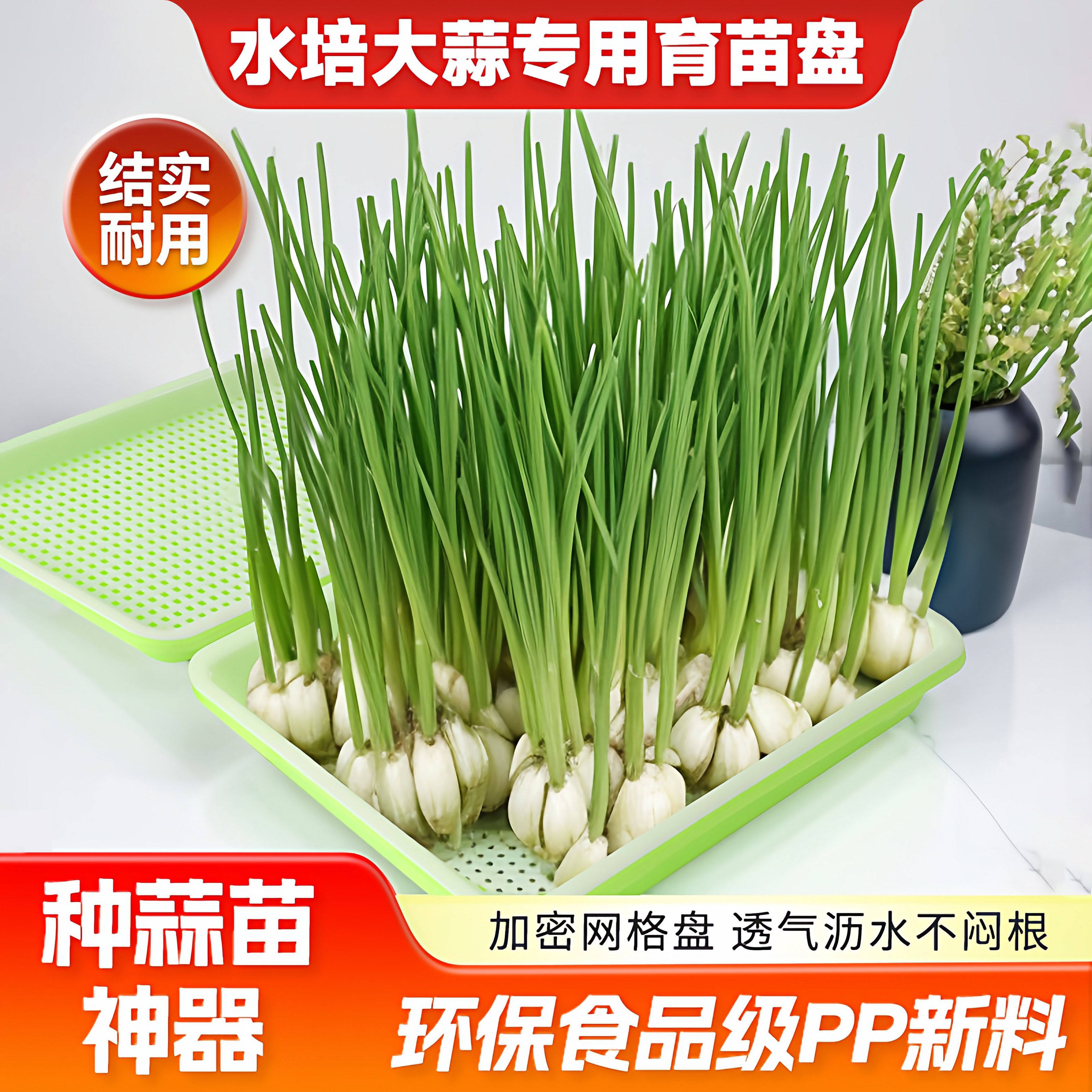 蒜苗盆栽大蒜种植盆种红葱头神器室内家庭阳台种菜盘栽种蒜黄水培