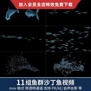 pr/ae视频素材海洋水中游动的鱼群沙丁鱼动画特效alpha带透明通道