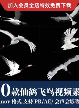 pr/ae视频素材白色仙鹤飞鹤小鸟白鸽飞舞动态效果动画mov透明通道
