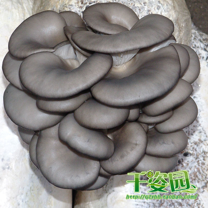 食用菌菌种 二级种 母种 早秋灰色平菇优良品种 【锡平1号】