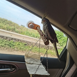 鹦鹉站棍吸盘玻璃站架子站杆虎皮牡丹便携式互动站台玩具