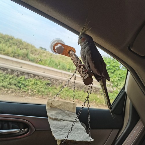 吸盘站架车裁外出鹦鹉架