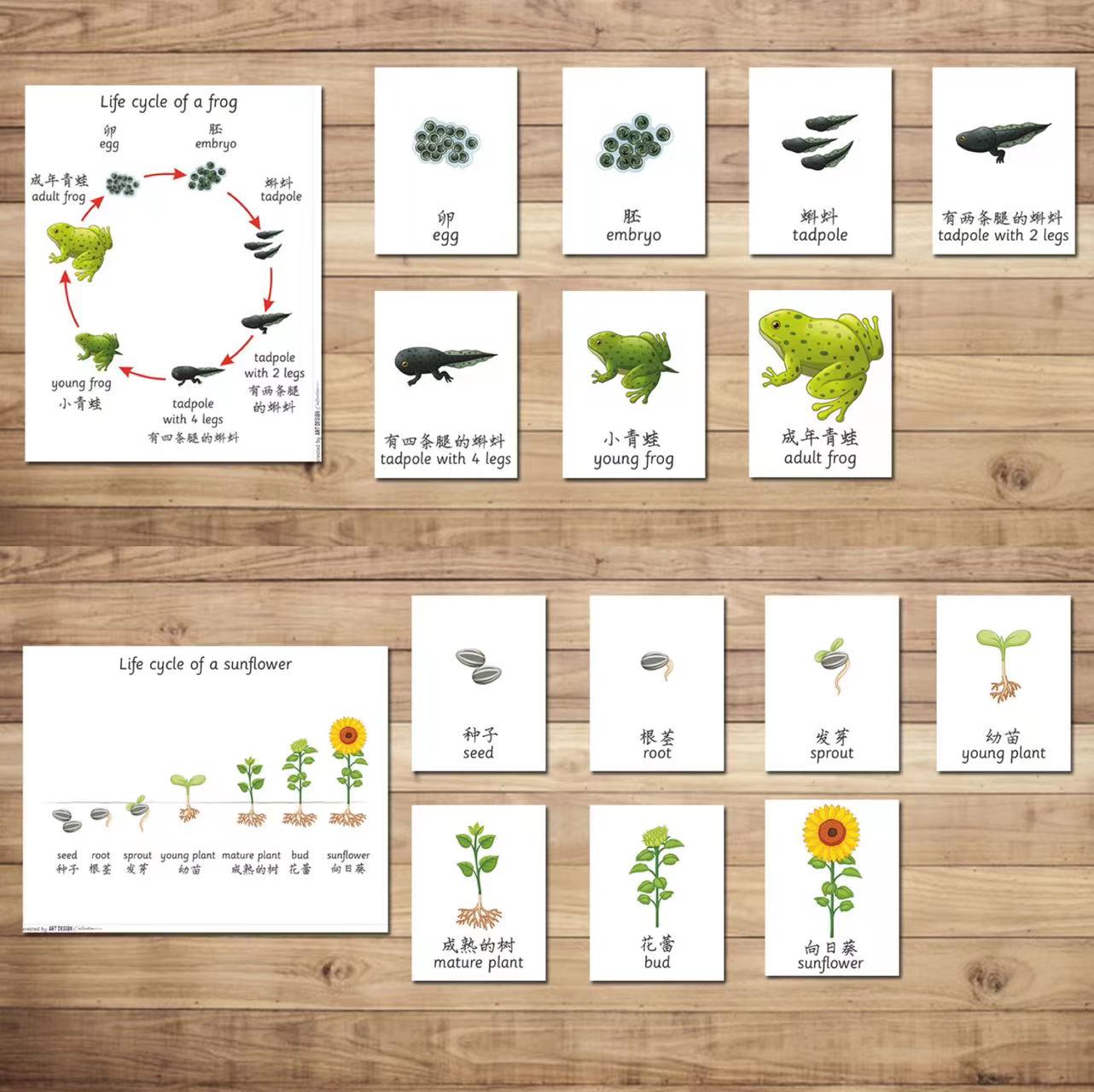 动植物生命生长周期中英文卡片闪卡幼儿园早教科学自然教师教具