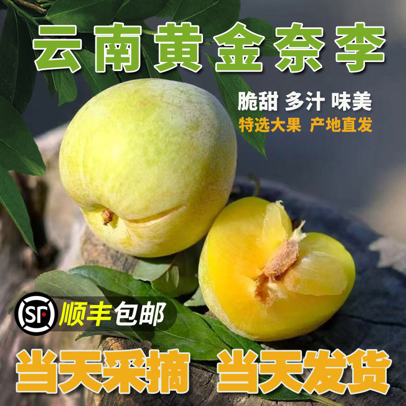 褚石 正宗云南蒙自脆甜黄金奈李子3斤大蜂蜜新鲜水果应季顺丰包邮