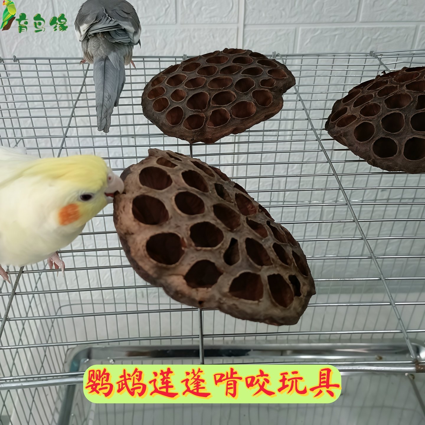 鹦鹉干果零食莲蓬啃咬玩具莲蓬散果玩具串育鸟缘绿色可以吃的果实,宠物/宠物食品及用品,鸟玩具,淘宝优惠券,粉丝福利购,淘宝优惠卷