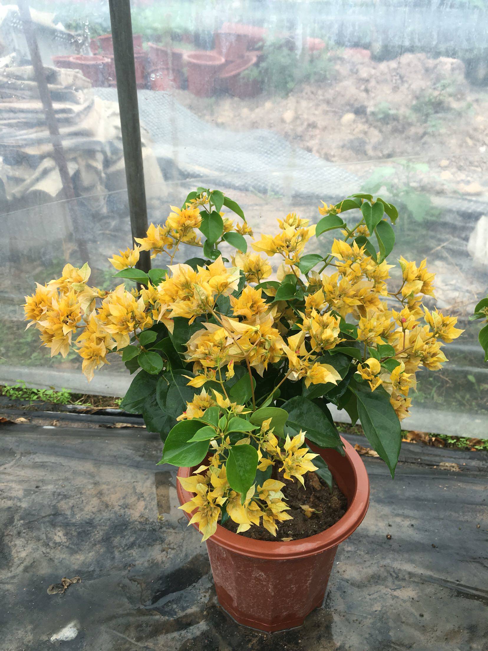 三角梅重瓣金四季勤花品种庭院阳台绿植观花花卉