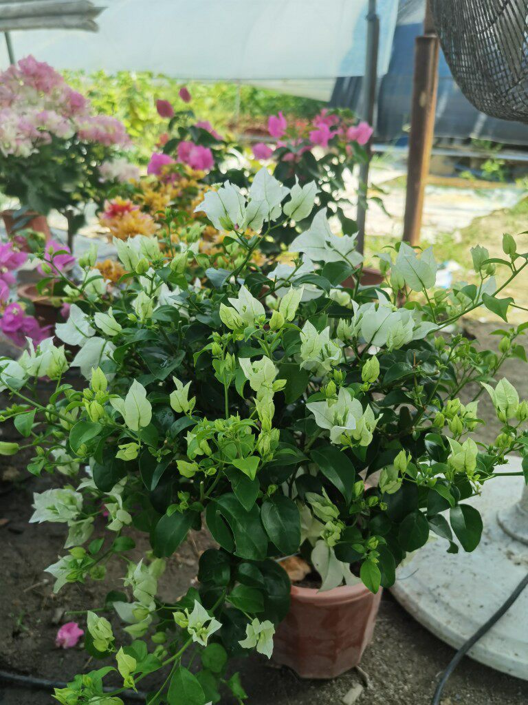 三角梅白雪公主四季勤花庭院阳台盆栽地栽爬藤绿植花卉