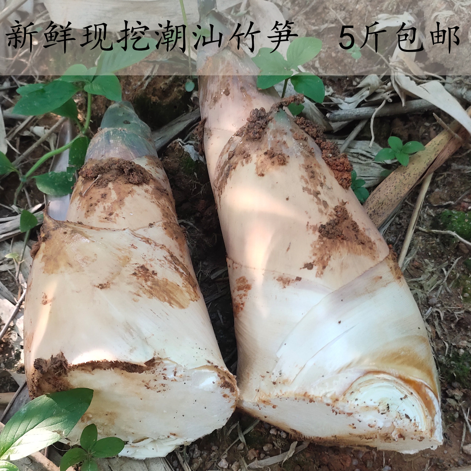 广东潮汕竹笋新鲜现挖农家自种竹笋揭阳埔田竹笋煲汤酥脆竹笋5斤