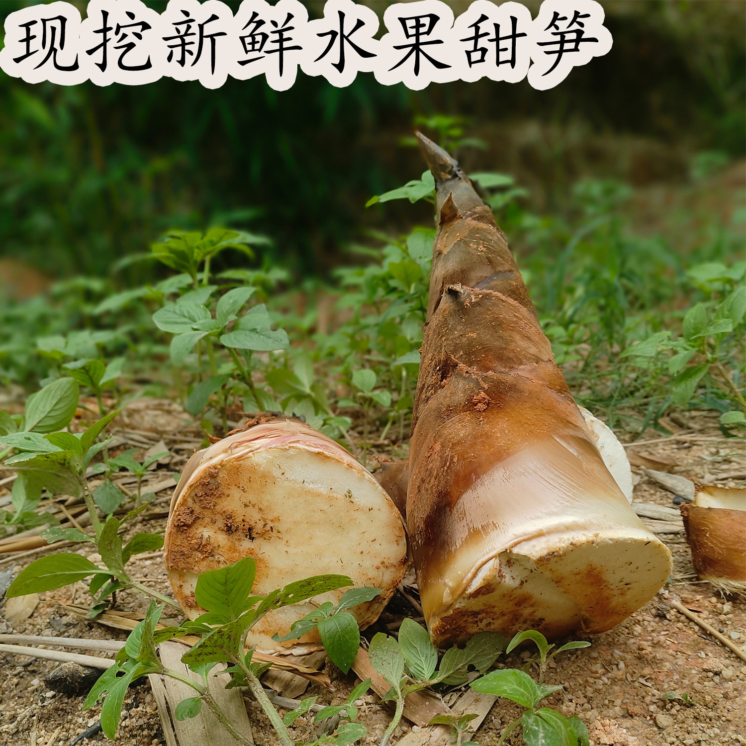 顺丰包邮新鲜甜竹笋潮汕马蹄笋