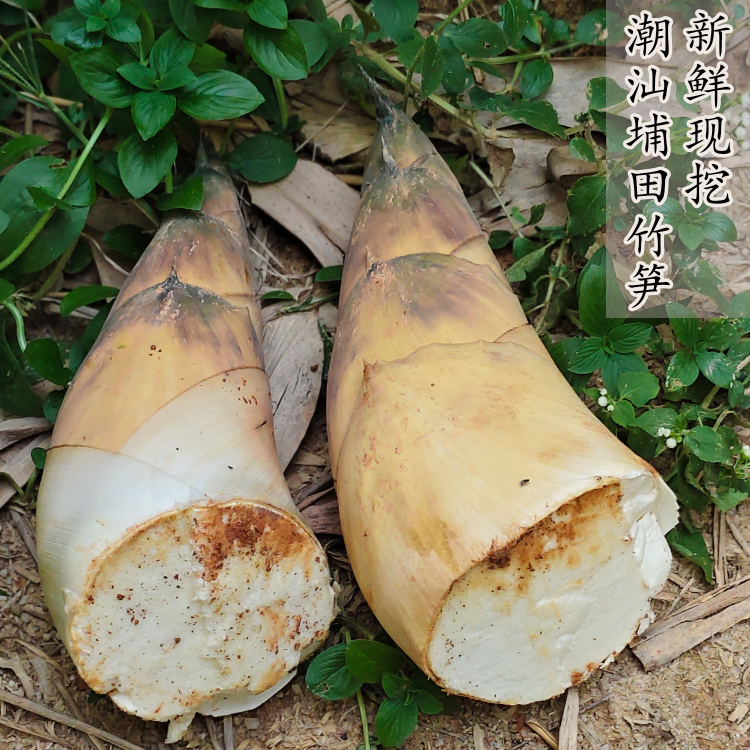 广东潮汕新鲜埔田竹笋农家现挖图片