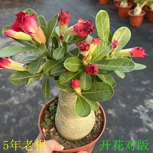 沙漠玫瑰盆栽花卉植物室内