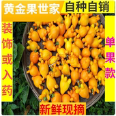 新鲜五代果同堂果带蒂绑挂花艺五指茄观赏金黄代代果有柄多角真果