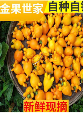 新鲜五代果同堂果带蒂绑挂花艺五指茄观赏金黄代代果有柄多角真果