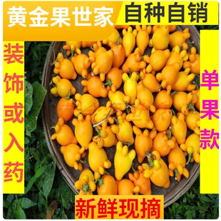 新鲜五代果同堂果带蒂绑挂花艺五指茄观赏金黄代代果有柄多角真果