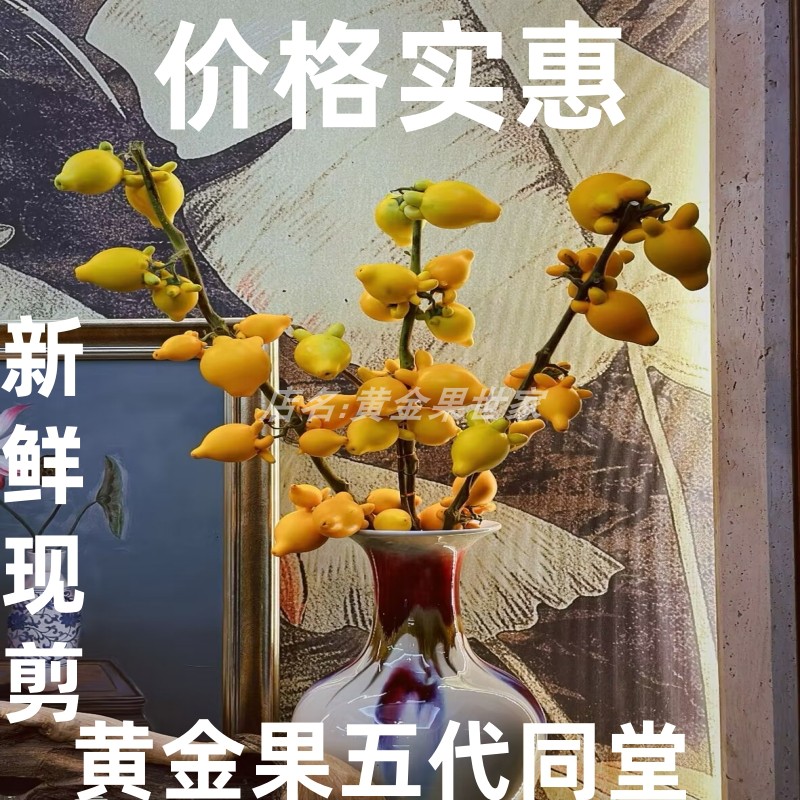 五代果花材成熟金黄色干放耐放生活鲜花装饰好寓意新奇送人长寿果