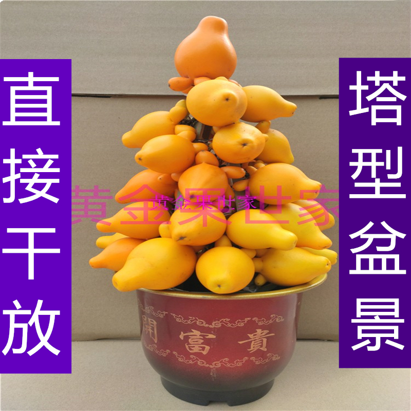 五代果盆景直接干放供奉供佛观赏