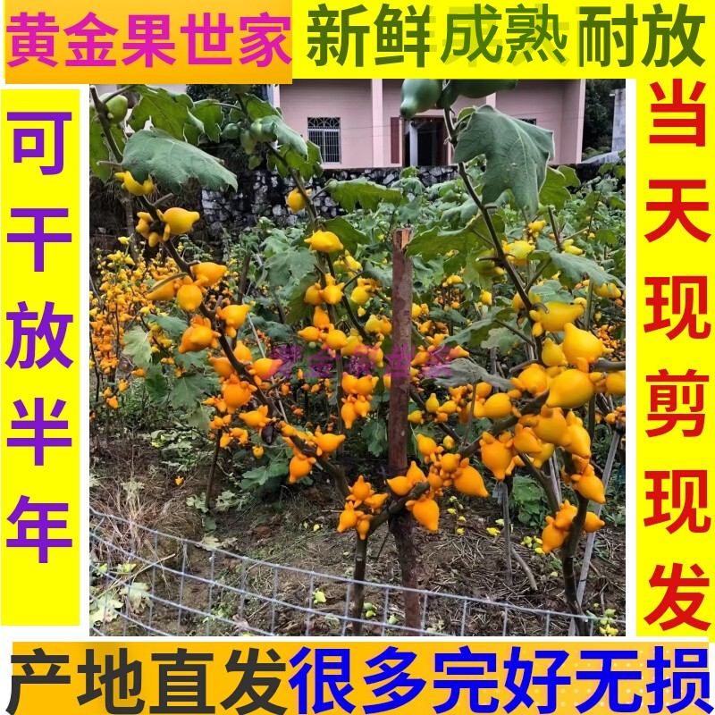 五指茄植物装饰观赏茂名产地直销