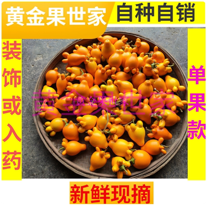 五指茄药用新鲜五代同堂果晒干乳茄入药五子登科全国包邮