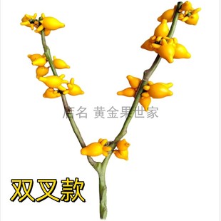 五代果双叉花材五代黄金果双杆同堂果多叉黄金福禄果春节家居插花