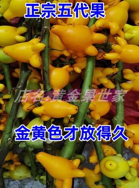 五代果鲜花年花春节摆件鲜切枝五世同堂黄金果花材干放福寿果植物