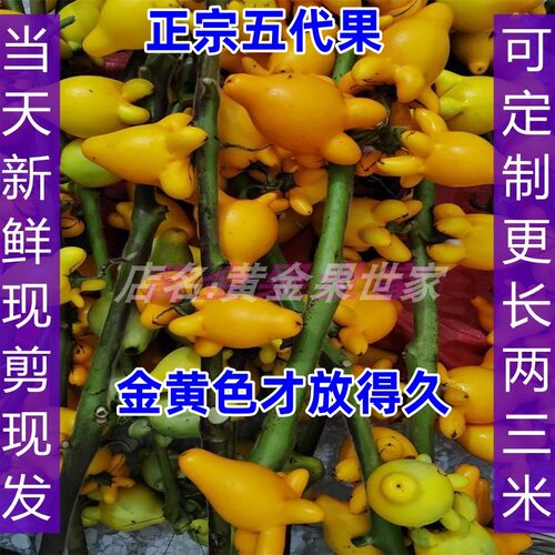 基地新鲜现剪正宗五代果鲜花干放