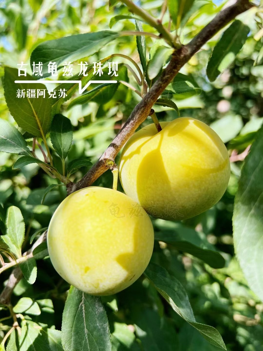 新疆喀什恐龙蛋风味皇后杏李正宗新鲜水果特产李子孕妇应当季整箱