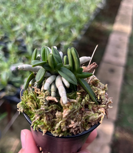 富贵兰 黑珍珠 日本风兰