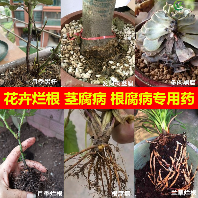 花卉烂根茎腐病根腐病月季黑杆发霉枯萎多肉黑腐杀菌剂土壤消毒剂