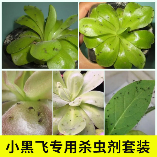 吡虫啉小黑飞送喷壶飞虫