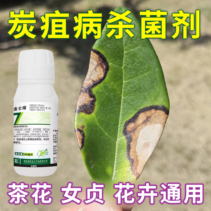 茶花黄杨枯叶病专用药