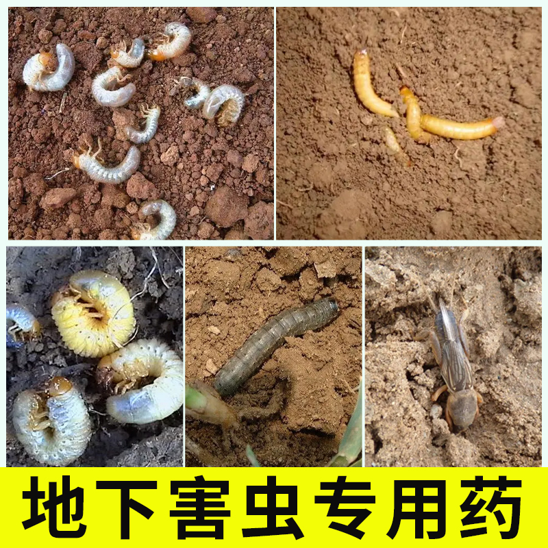 辛硫磷土蚕地老虎蛴螬