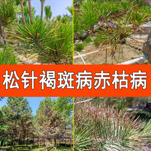 日本黑松树松针赤枯病黑斑病锈病叶枯病五针芽枯枝叶斑黑斑炭疽病