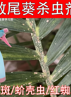 散尾葵杀虫剂叶子白色霉菌白色蚧壳虫介壳虫紫葵白粉富贵竹病虫害