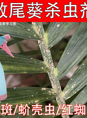 散尾葵杀虫剂叶子白色霉菌白色蚧壳虫介壳虫紫葵白粉富贵竹病虫害