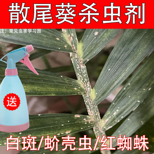 散尾葵杀虫剂叶子白色霉菌白色蚧壳虫介壳虫紫葵白粉富贵竹病虫害