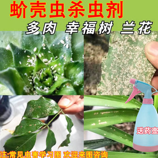蚧壳虫专用药蚧必治多肉小白虫幸福发财树兰花太阳花介壳虫杀虫剂
