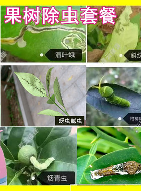 柑橘柚子树专用杀虫剂