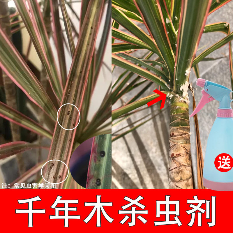 五七彩千年木马尾铁龙血树杀虫剂介蚧介壳虫专用蚜虫盆栽去除灭药