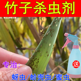 观赏竹子盆栽紫竹苗黄金竹罗汉竹子杀虫剂腻虫蚜虫介蚧壳虫打虫药