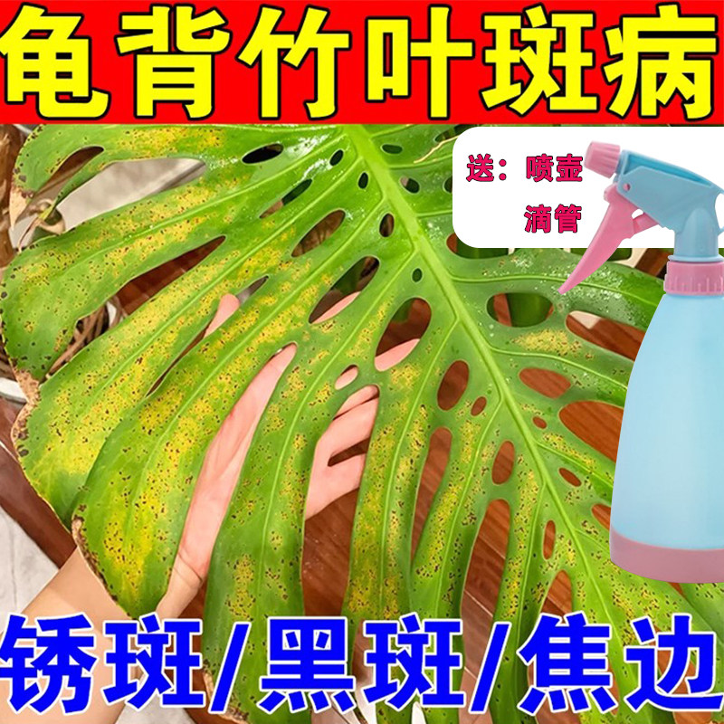 龟背竹锈斑病专用肥治长黑灰白斑炭疽焦边卷曲花黄叶水培杀菌喷剂