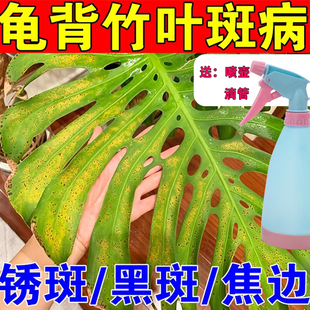 龟背竹锈斑病专用肥治长黑灰白斑炭疽焦边卷曲花黄叶水培杀菌喷剂