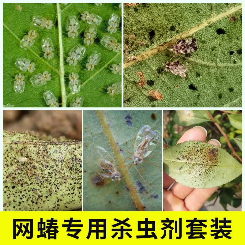 国光毙克吡虫啉网蝽军配虫